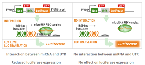 3 UTR-1
