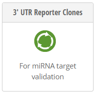 3 UTR