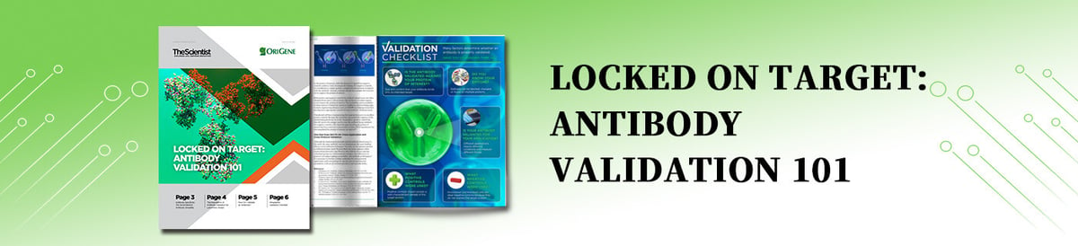 Antibody-eBook-1400x320-1