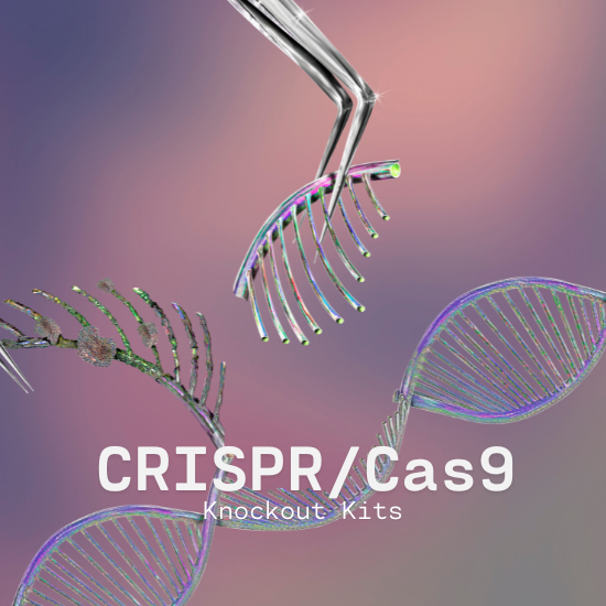 CRISPR KO video postcard (550 x 550 px) (2)