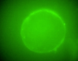 EZ LNP_functional assays in live organoids