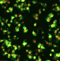 EZ LNP_mRNA delivery in iPSC derived cells