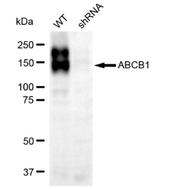 KD Antibody-1