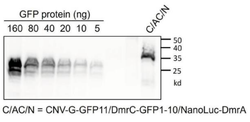 Screenshot 2025-10-09 113917