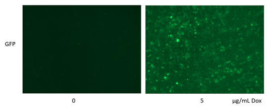 inducible lenti cell line-1